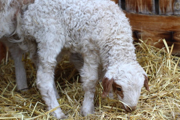cute newborn sheep lamb isolated on farmland near wooden fence