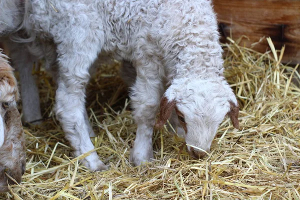 Roztomilý Novorozenec Ovce Jehněčí Izolované Zemědělské Půdě Blízkosti Dřevěného Plotu — Stock fotografie