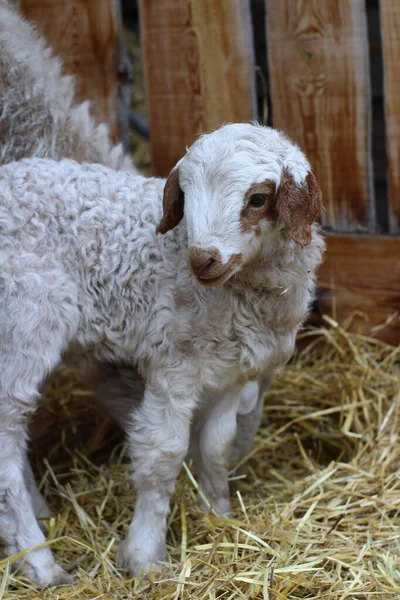 울타리 농지에 고립되어 귀여운 태어난 어린양 — 스톡 사진