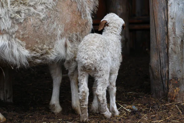 Isolierte Schafe Fressen Heu Auf Bauernhof Niedliches Neugeborenes Lamm — Stockfoto