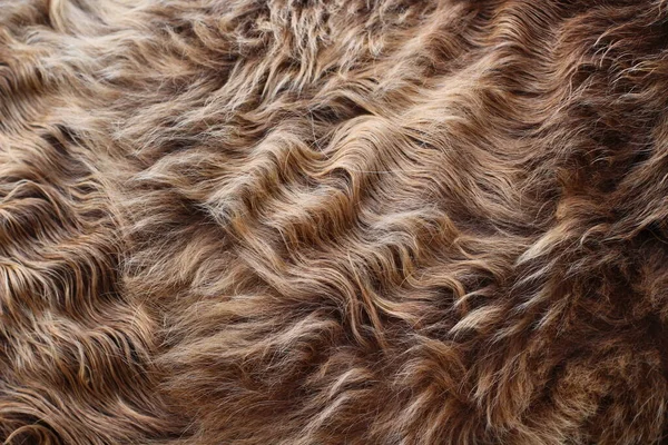 Faliste Włosy Krowiego Futra Zbliżyć Pełną Ramkę — Zdjęcie stockowe