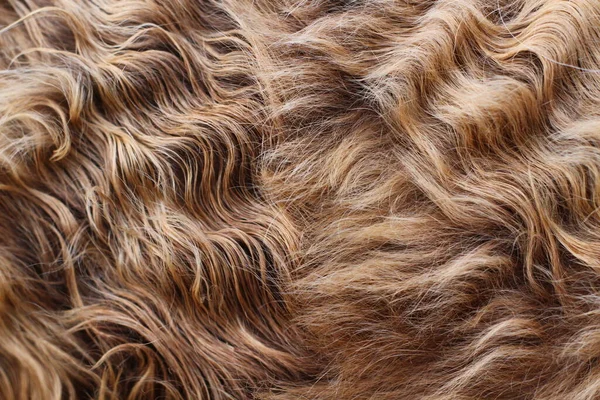 Faliste Włosy Krowiego Futra Zbliżyć Pełną Ramkę — Zdjęcie stockowe