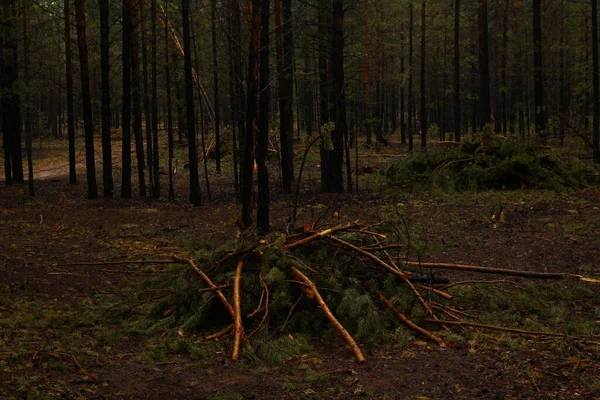 Δέντρα Pine Κλαδιά Βροχερό Δάσος — Φωτογραφία Αρχείου