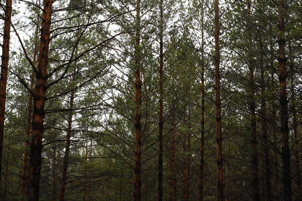 Nieuwe Dennenbomen Dicht Bos Regen — Stockfoto