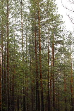 Yeni çam ağaçları Yağmur altında sık orman