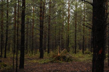 Yeni çam ağaçları Yağmur altında sık orman