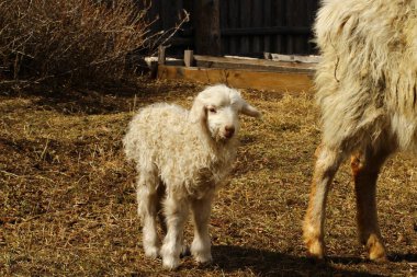 cute newborn sheep lamb isolated on farmland near wooden fence