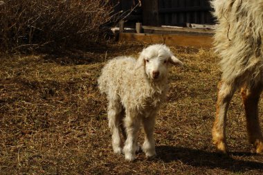 cute newborn sheep lamb isolated on farmland near wooden fence