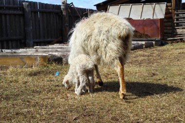 Yalnız koyunlar çiftlikte saman yiyorlar şirin yeni doğmuş kuzular