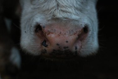 İnek pembesi burnu. Yakın plan fotoğraf. Ter damlalı tüylü kırmızı inek boğası.