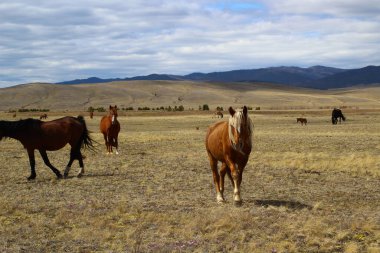 Bahar otlağında at sürüsü kestane palomino kısrak ve taylar.