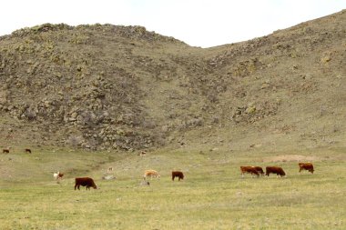 İnekler sürüsü tepenin yamacında bulutlu gökyüzünün altında kayalık dağa karşı otluyor.