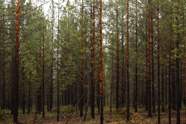 Novos Pinheiros Floresta Densa Chuva — Fotografia de Stock