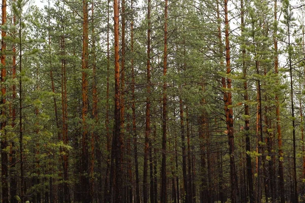 Nuevos Pinos Bosque Denso Lluvia — Foto de Stock