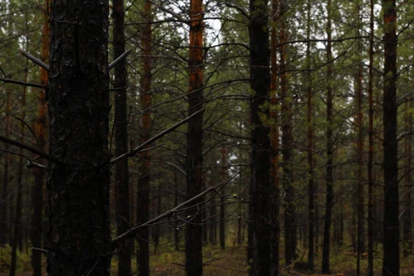 雨の中で新しい松の木密な森 — ストック写真