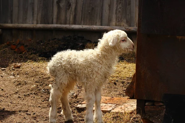 Carino Agnello Pecora Appena Nato Isolato Terreni Agricoli Vicino Alla — Foto Stock