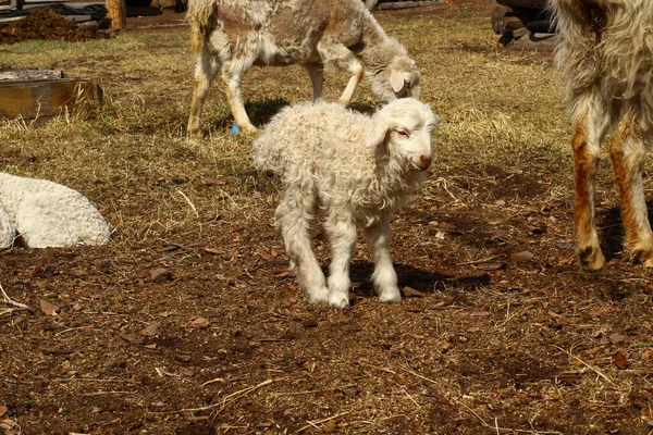 Isolato Pecore Mangiare Fieno Azienda Carino Agnello Neonato — Foto Stock