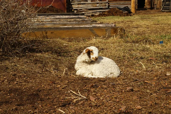 Cute Newborn Sheep Lamb Isolated Farmland Wooden Fence — Stok fotoğraf