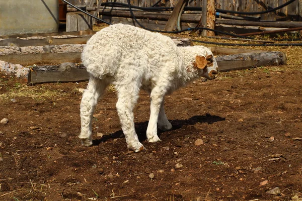 Carino Agnello Pecora Appena Nato Isolato Terreni Agricoli Vicino Alla — Foto Stock