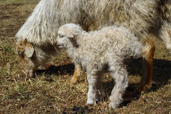 Isolato Pecore Mangiare Fieno Azienda Carino Agnello Neonato — Foto Stock