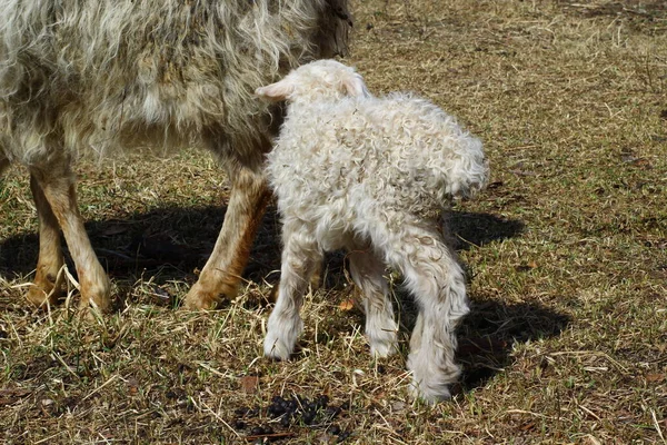 Isolated Sheep Eating Hay Farm Cute Newborn Lamb — Stock Photo, Image