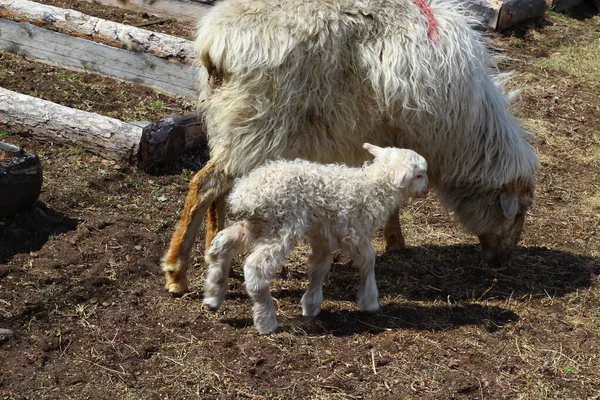 Isolato Pecore Mangiare Fieno Azienda Carino Agnello Neonato — Foto Stock