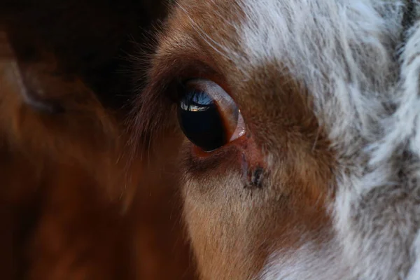 Olhos Vaca Com Pestanas Longas Fecham — Fotografia de Stock