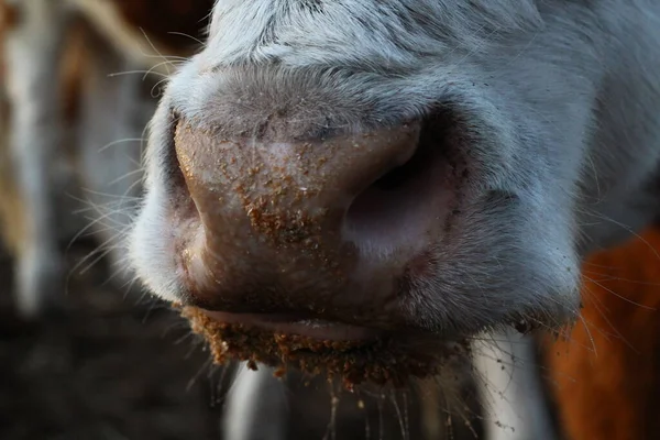 Museau Nez Rose Vache Gros Plan Photo Taureau Vache Blanc — Photo