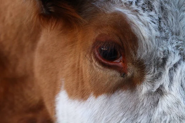 Yeux Vache Avec Longs Cils Près — Photo