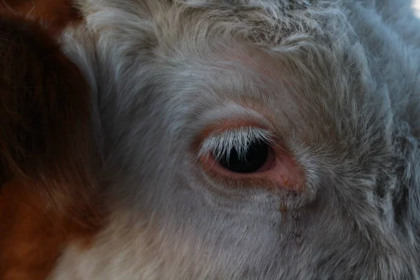 Yeux Vache Avec Longs Cils Près — Photo