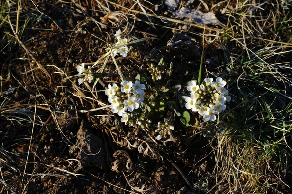 Kwiat Polny Białymi Płatkami — Zdjęcie stockowe