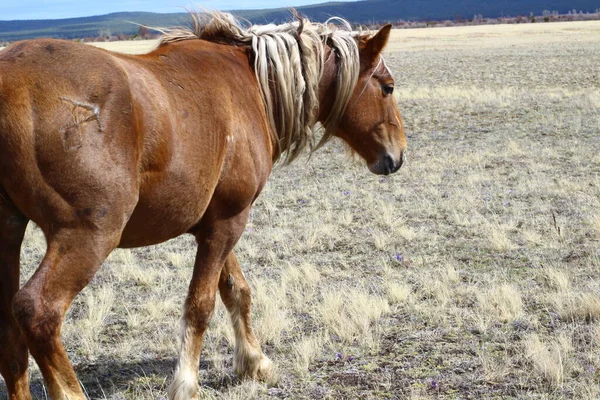 Palomino Widok Strony Konia Jedzenie Żółtej Trawy Spring Meadow Pod — Zdjęcie stockowe