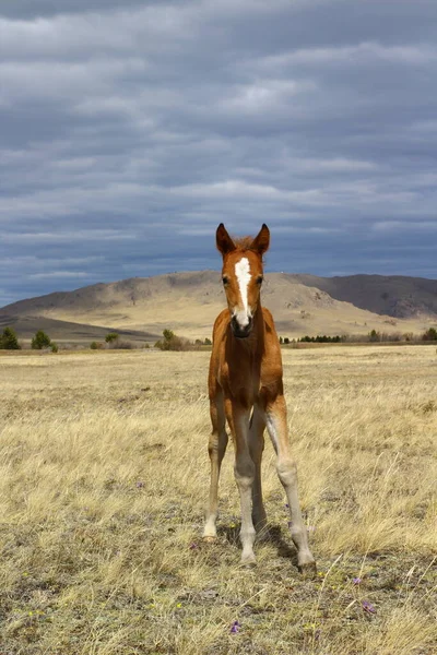 Nowo Narodzony Koń Patrzący Kamerę — Zdjęcie stockowe