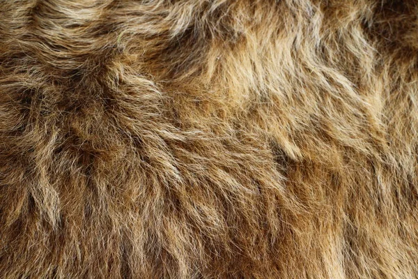Nek Kürkü Kıvırcık Saçları Tamamen Kapatır — Stok fotoğraf