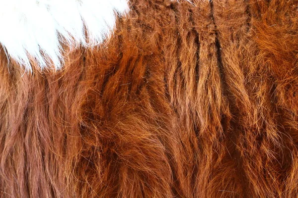 Krowa Czerwony Rude Włosy Pełna Ramka Futro Tło — Zdjęcie stockowe