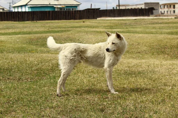 Білий Собака Луках — стокове фото