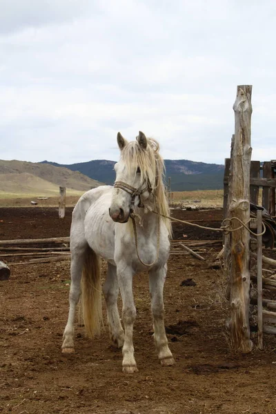 White Old Shepherd Horse Bridle Leash Standing — Stock Photo, Image