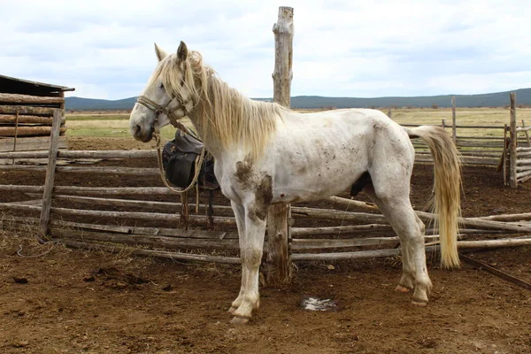 White Old Shepherd Horse Bridle Leash Standing Pee — Stock Photo, Image