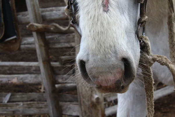 白い古い羊飼いの馬のうめき声と紐の上にブリドル — ストック写真