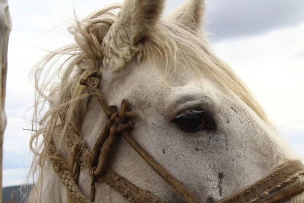 Retrato Viejo Caballo Pastor Blanco Con Una Brida Una Correa —  Fotos de Stock