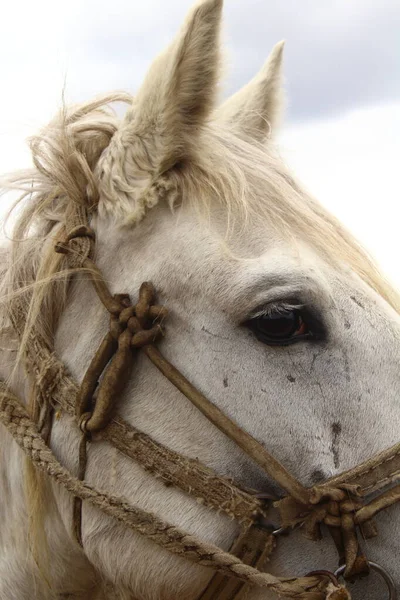 白い古い羊飼いの馬の肖像と紐の上にブリドル — ストック写真