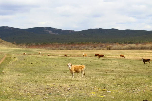 Стадо Коров Пасущихся Степной Земле — стоковое фото