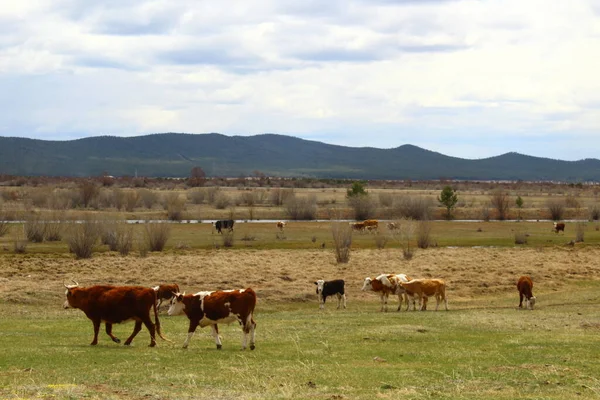 Стадо Коров Пасущихся Степной Земле — стоковое фото