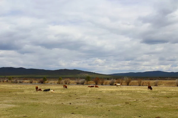 Manada Vacas Grazing Terra Grama Estepe Primavera — Fotografia de Stock