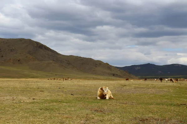 Αγέλη Αγελάδων Βόσκουν Στην Ανοιξιάτικη Της Στέπας — Φωτογραφία Αρχείου