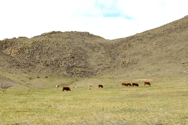 Herd Cows Grazen Heuvel Tegen Rotsachtige Berg Onder Bewolkte Lucht — Stockfoto