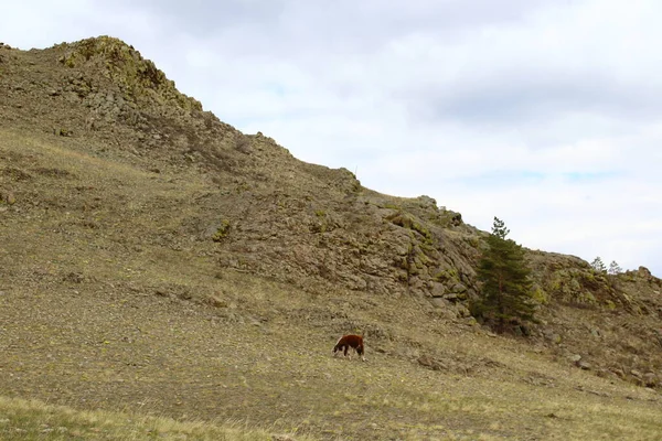 Manada Vacas Pastando Lado Colina Contra Montaña Rocosa Bajo Cielo —  Fotos de Stock