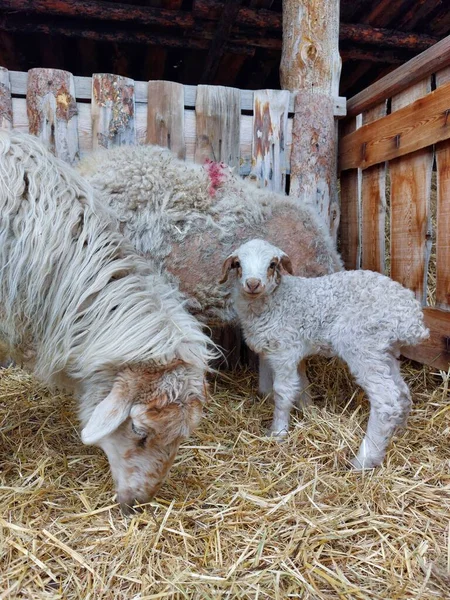 Isolierte Schafe Fressen Heu Auf Bauernhof Niedliches Neugeborenes Lamm — Stockfoto