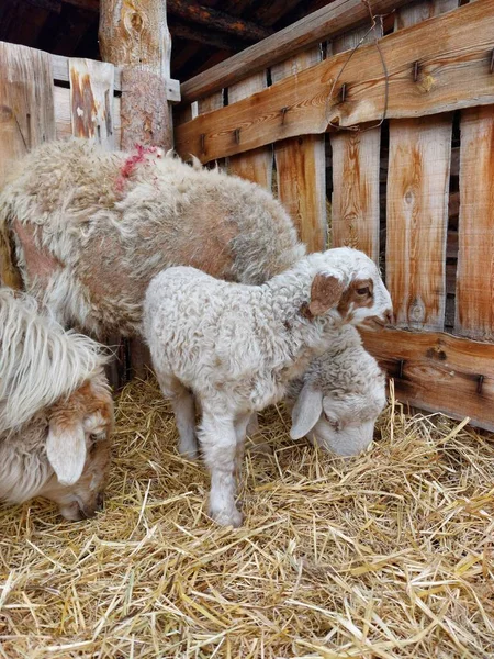 Απομονωμένα Πρόβατα Που Τρώνε Σανό Στο Αγρόκτημα Χαριτωμένο Νεογέννητο Αρνί — Φωτογραφία Αρχείου