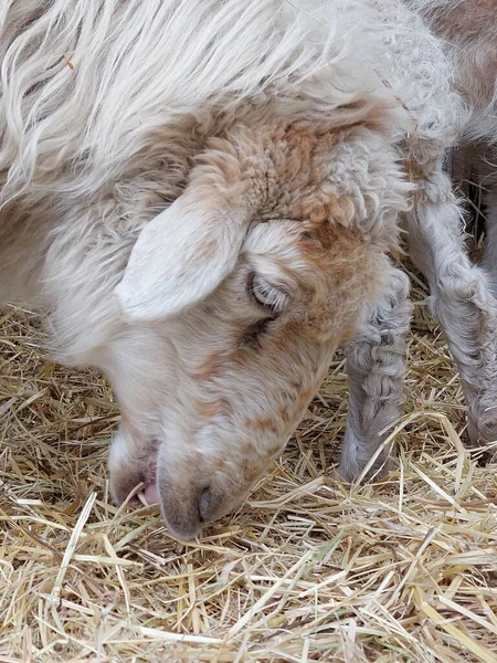 Schafe Fressen Lockige Wolle Aus Nächster Nähe — Stockfoto